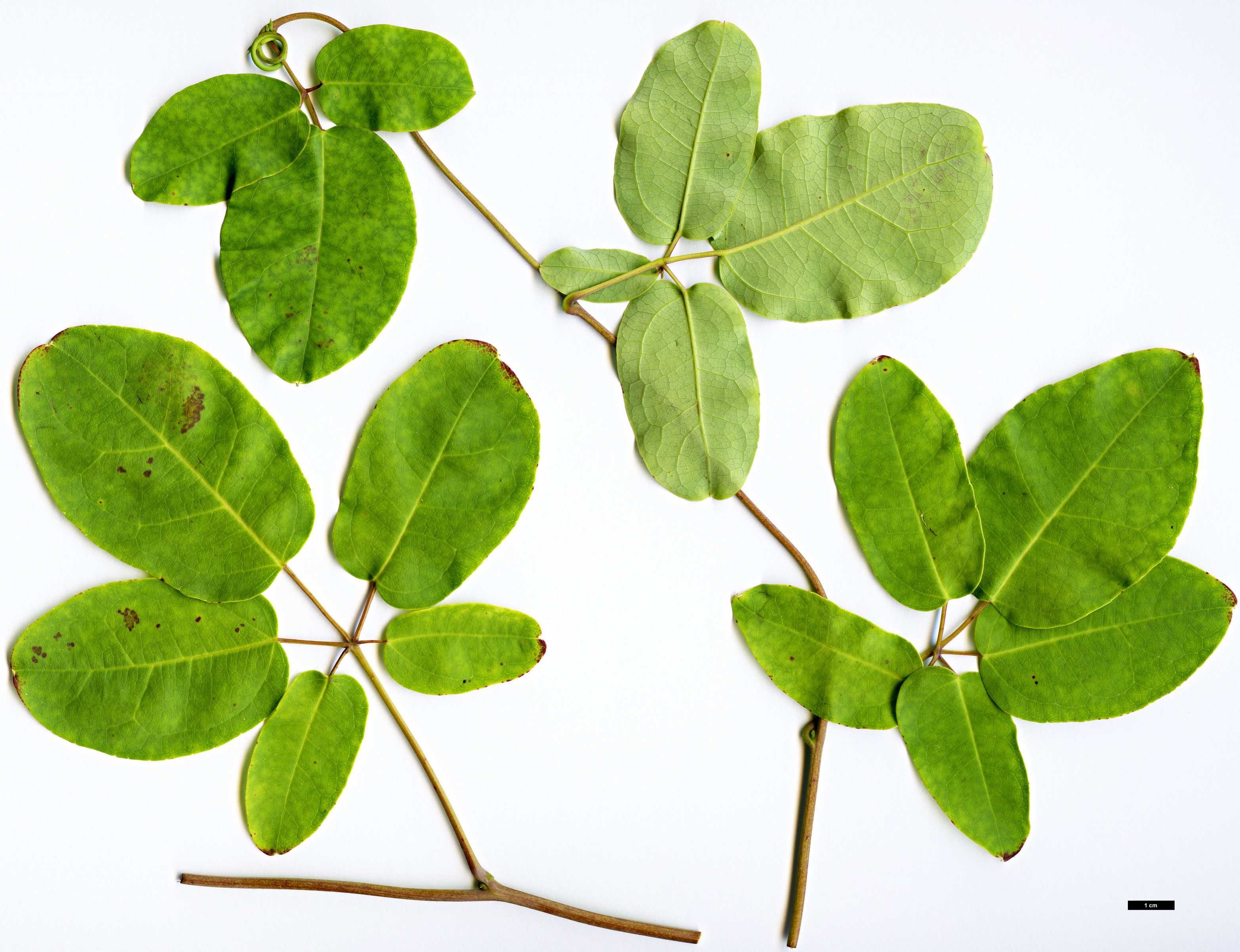 High resolution image: Family: Lardizabalaceae - Genus: Stauntonia - Taxon: aff. medogensis